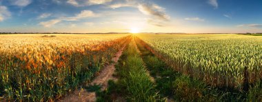 Gün batımında ağaçla buğday flied panorama, kırsal kırsal - Tarım