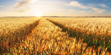 Altın buğday tarlası ve günbatımı gökyüzü, hasat mevsiminde tarımsal tahıl ekinleri manzarası, panoram
