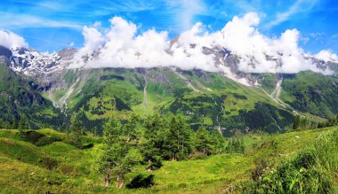 Avusturya Alpleri 'nde yeşil çayırlar, çiçek açan çiçekler ve arka planda karla kaplı dağ tepeleri, Hohe Tauren - Grossglockner Yüksek Alp Yolu