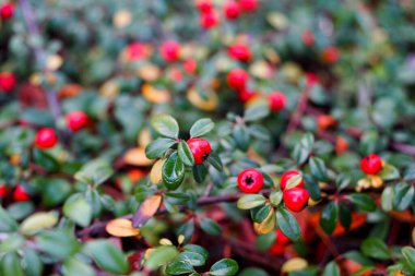Bahçe süsü olarak kızılcık çileği.