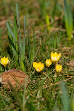Güneşli bir günde ilk bahar çiçekleri