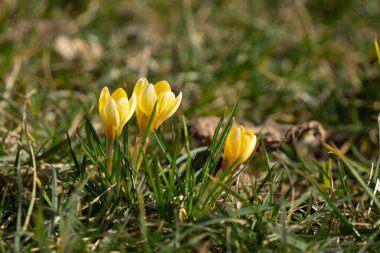 Güneşli bir günde ilk bahar çiçekleri
