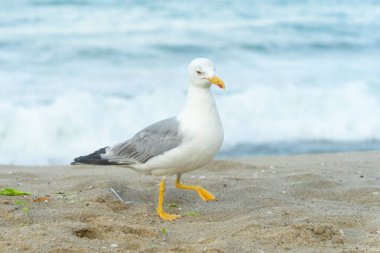 Beyaz martı shelly sahil yürüyüş