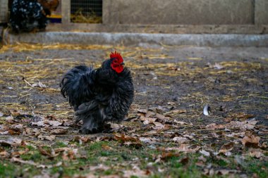 Kümes hayvanları bahçesinde dekoratif renkli horoz