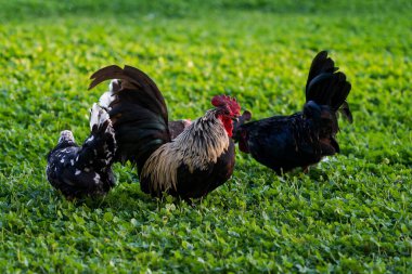 Kümes hayvanları bahçesinde dekoratif renkli horoz