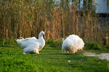 Doğada alışılmadık dekoratif evcil kuşlar