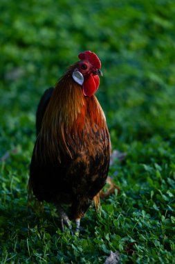 Kümes hayvanları bahçesinde dekoratif renkli horoz