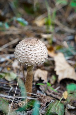 Kendi yerel büyüme ortamında yabani mantar.