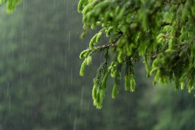 A branch of a Carpathian picea abies with drops of rain clipart