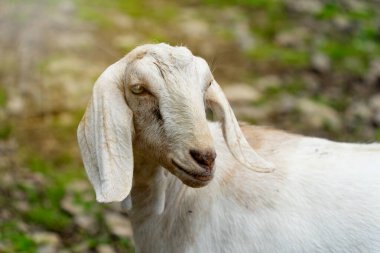 Uzun kulaklı bir keçi portresi.