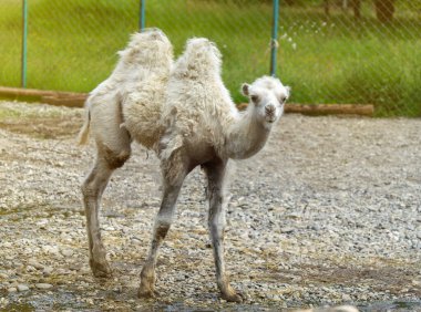 Beyaz bir deve portresi.