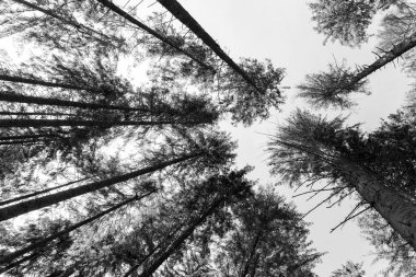 Çam ağaçlarının arasından gökyüzüne bakıyorum.