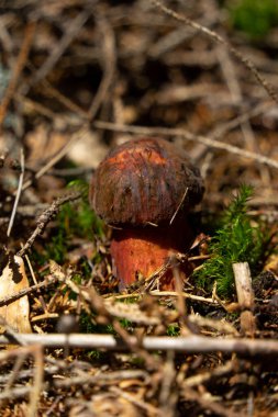 Ormanda güzel ama tehlikeli bir mantar var.