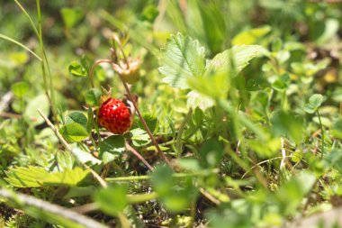 Doğal ortamlarında yabani çilekler.