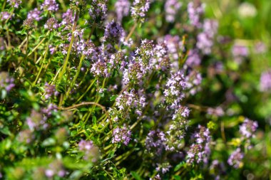 Bir timüs çiçeğinin mor arkaplanı