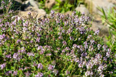 Bir timüs çiçeğinin mor arkaplanı