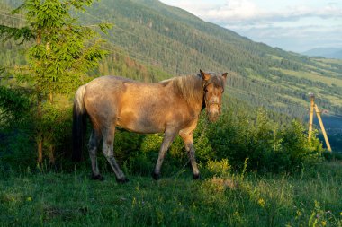 Dağların arasındaki vahşi atlar