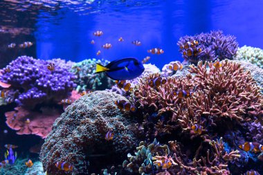 Dekoratif bir unsur olarak sualtı yaşamı