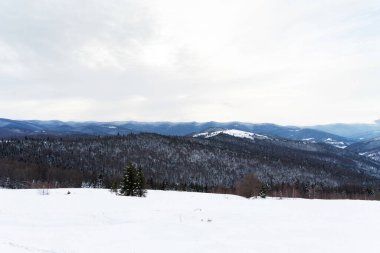 Karpatya dağlarında karla kaplı bir manzara.