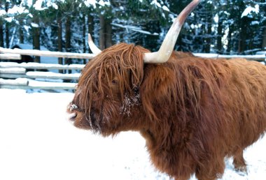 Kahverengi İrlanda ineği kışın çiftlik bahçesinde