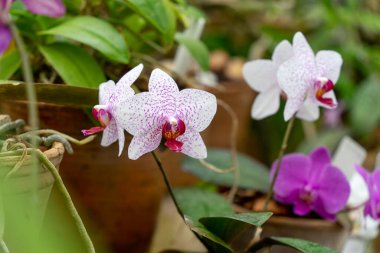 Bahçedeki botanik bahçelerinin çiçekleri.