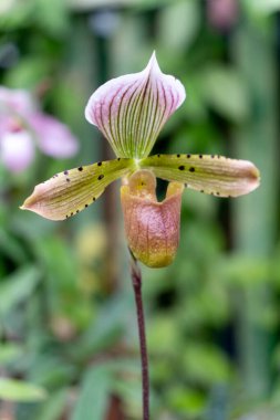 Bahçedeki botanik bahçelerinin çiçekleri.