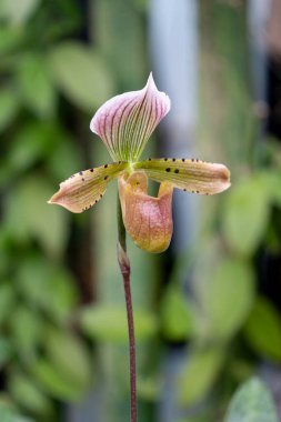 Bahçedeki botanik bahçelerinin çiçekleri.