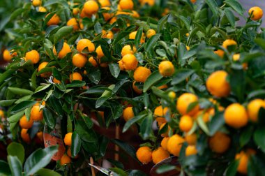 Ağaçta sulu sarı meyveler