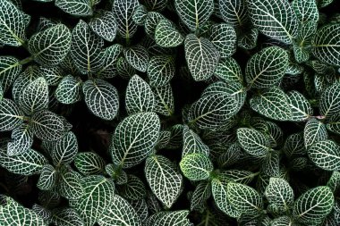 Yeşil çiçekli halı bir çayırı kaplıyor.