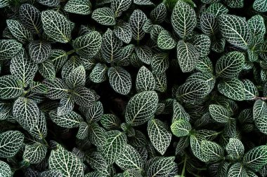 Yeşil çiçekli halı bir çayırı kaplıyor.