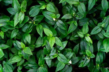 Yeşil çiçekli halı bir çayırı kaplıyor.