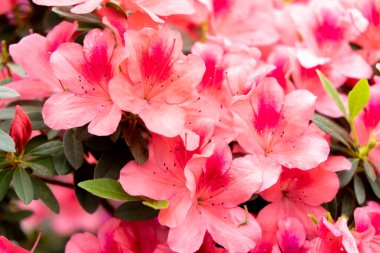 Yakın planda rododendronun bahar çiçeği.