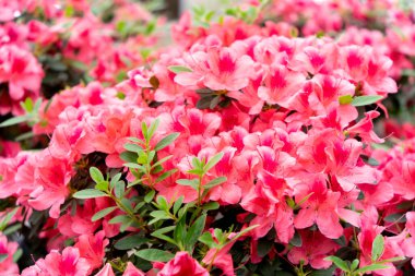 Yakın planda rododendronun bahar çiçeği.