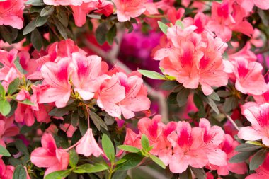 Yakın planda rododendronun bahar çiçeği.