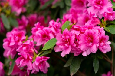 Yakın planda rododendronun bahar çiçeği.