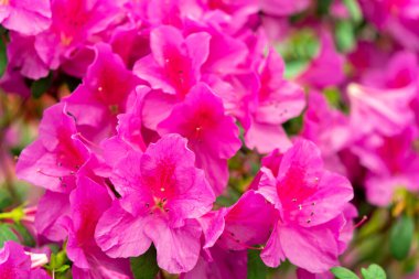 Yakın planda rododendronun bahar çiçeği.