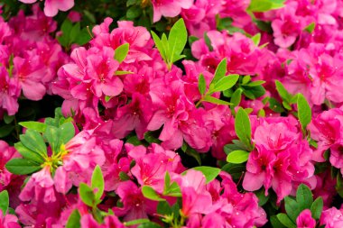 Yakın planda rododendronun bahar çiçeği.