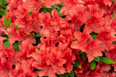 Yakın planda rododendronun bahar çiçeği.