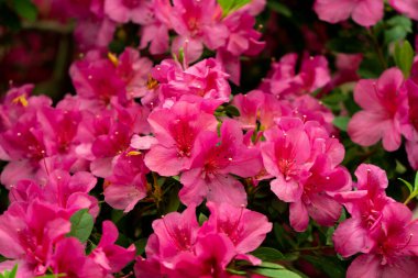 Yakın planda rododendronun bahar çiçeği.