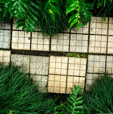 Bir bitki ve bahçe yolu ile dekoratif arka plan