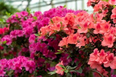 Yakın planda rododendronun bahar çiçeği.