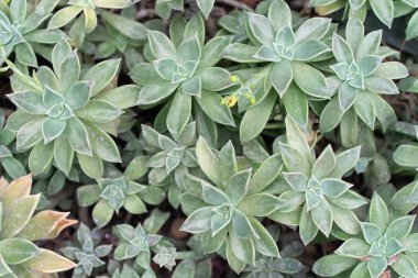 Yeşil çiçekli halı bir çayırı kaplıyor.