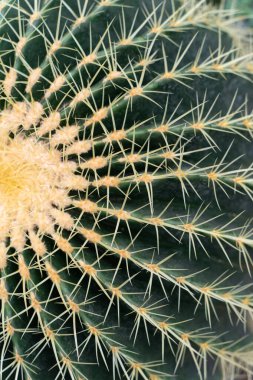 Yakından bir dikenli kaktüs resmi.