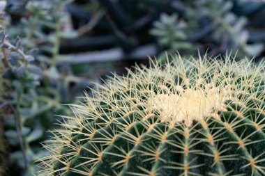 Yakından bir dikenli kaktüs resmi.