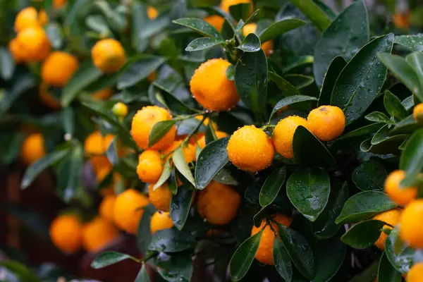 Ağaçta sulu sarı meyveler