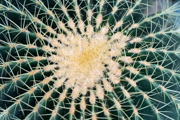 Yakından bir dikenli kaktüs resmi.