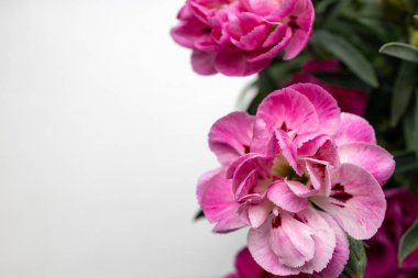 beyaz boşluk ile karanfil çiçek metin çiçek fotoğrafları için