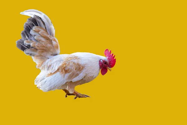 Male Cock Rooster Cut Out Yellow Background Image — Stock Photo, Image