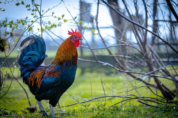 Hen Rooster Background Selective Focus Background Blur Image — Stock Photo, Image