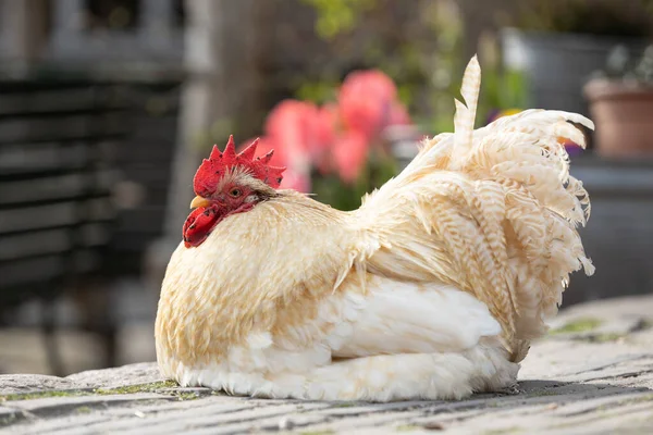 Free Range Chicken Farm Feeding Organic Food Open Free Cage — Stock Photo, Image